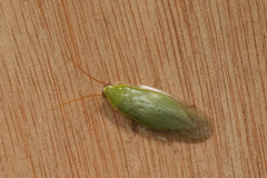 Blaberidae