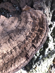 Ganoderma