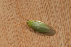 Blaberidae