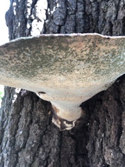 Ganoderma