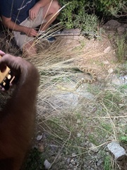 Crotalus molossus molossus