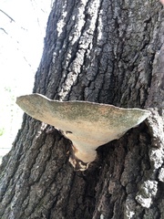Ganoderma
