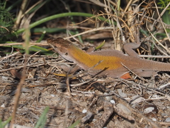 Podarcis siculus siculus