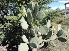 Opuntia durangensis