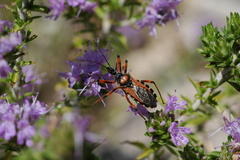 Rhynocoris iracundus