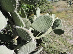 Opuntia durangensis