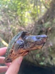 Sternotherus minor