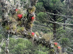 Aechmea recurvata