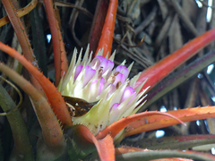 Aechmea recurvata