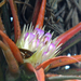 Aechmea recurvata albobracteata - Photo (c) guyrufray, some rights reserved (CC BY-NC)