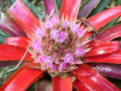 Aechmea recurvata