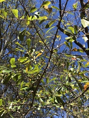 Quercus nigra