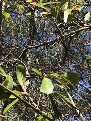 Quercus nigra