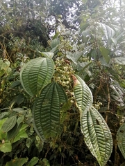 Miconia crenata