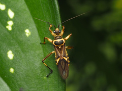 Inara flavopicta