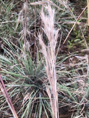 Andropogon cretaceus