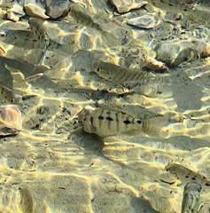 Oreochromis mossambicus