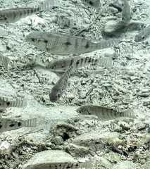Oreochromis mossambicus