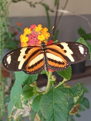 Eueides isabella dianasa