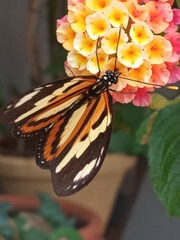 Eueides isabella dianasa