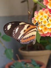 Eueides isabella dianasa