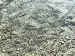 Oreochromis mossambicus