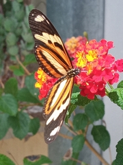 Eueides isabella dianasa