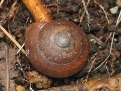 Quantula striata