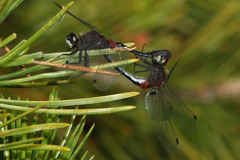 Leucorrhinia glacialis