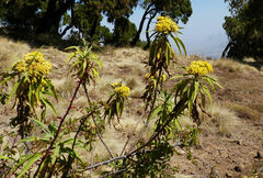 Nidorella vernonioides