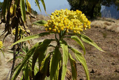 Nidorella vernonioides