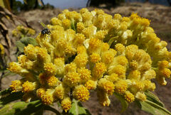 Nidorella vernonioides