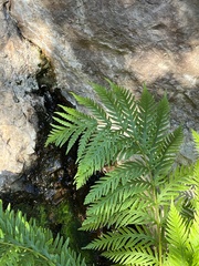 Woodwardia fimbriata image