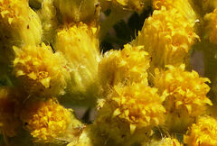 Nidorella vernonioides