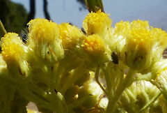 Nidorella vernonioides