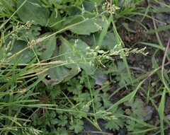 Poa annua