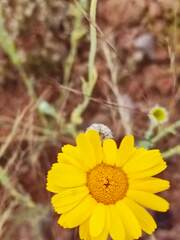 Baileya multiradiata