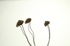 Psilocybe