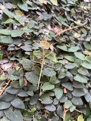 Cladoxerus