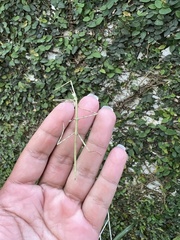 Cladoxerus