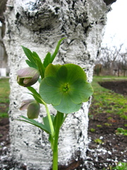 Helleborus purpurascens