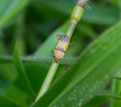 Chauliognathus plicatus