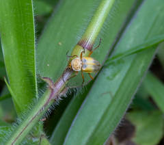 Chauliognathus plicatus