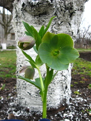 Helleborus purpurascens