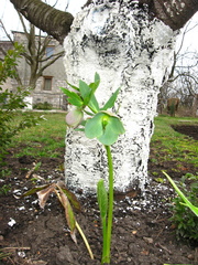 Helleborus purpurascens