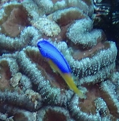 Pomacentrus auriventris