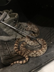 Pituophis catenifer affinis