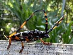 Trachyderes succinctus