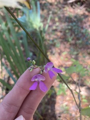 Phaseolus polystachios