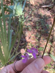 Phaseolus polystachios